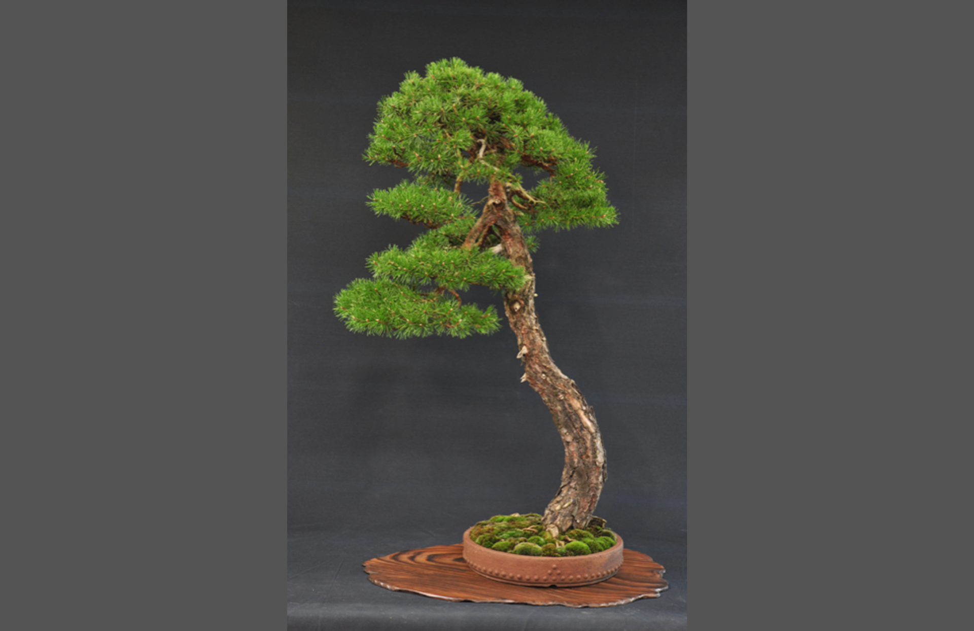 Bonsai 1